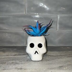 FAUX Succulent Skull Head Halloween